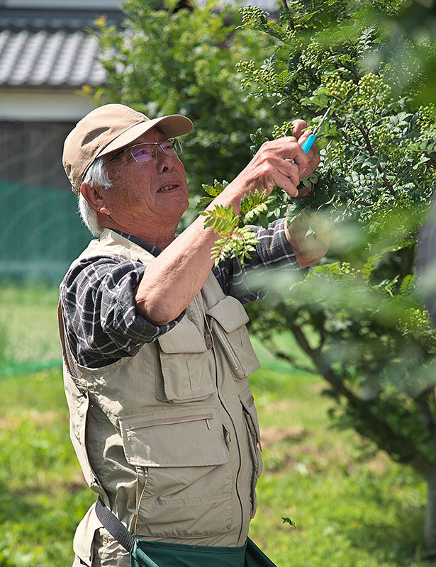 山椒農家　森田　孝一 さん